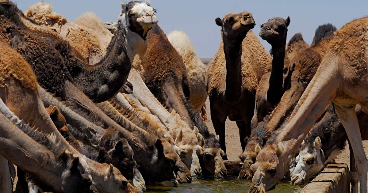 基督徒尋找伴侶